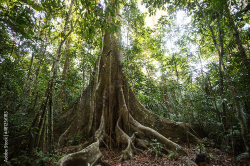 Roots of the Lupuna tree in the Amazon rainforest of Peru photo