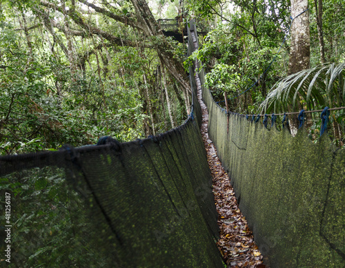 Canopy over rainforest, in Tambopata, Peru.