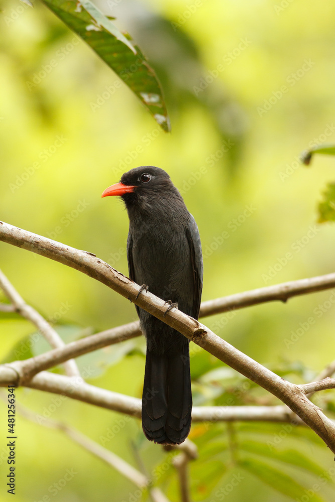 Portrait of a Nunbird (Monasa nigrifrons) in the amazon jungle of Peru Portrait of a Nunbird (Monasa nigrifrons) in the amazon jungle of Peru