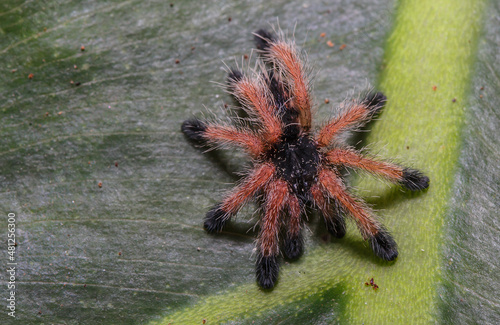 Baby tarantula spyder over leaf 