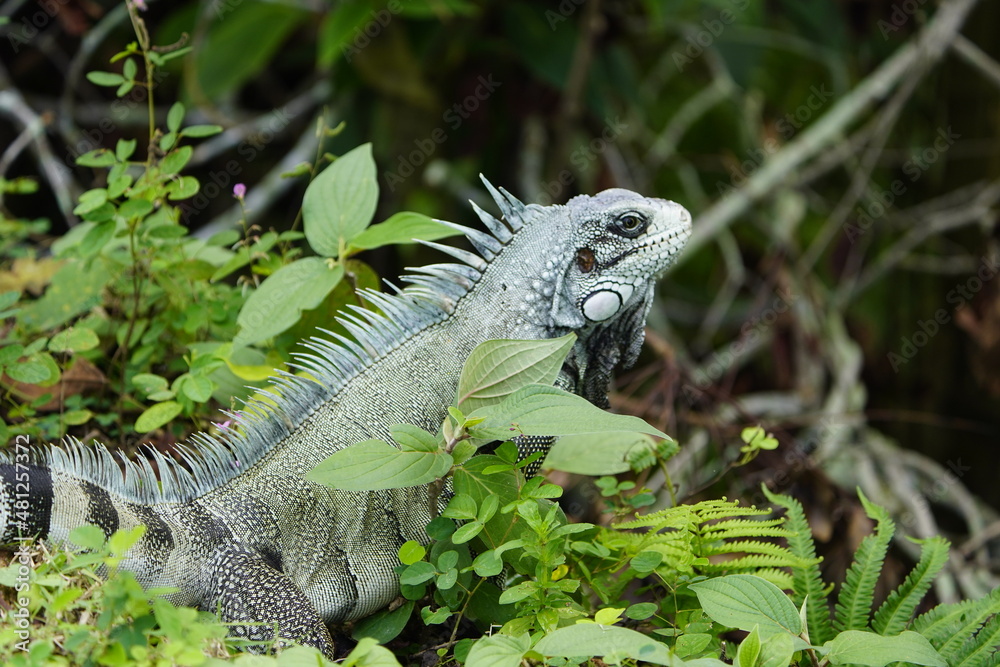 Green iguana (Iguana iguana) Iguanidae family. On the Rio Negro riverside, Manaus - Brazil Green iguana (Iguana iguana) Iguanidae family. On the Rio Negro riverside, Manaus - Brazil