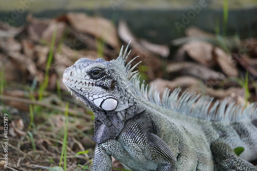 Green iguana  Iguana iguana  Iguanidae family. On the Rio Negro riverside  Manaus - Brazil