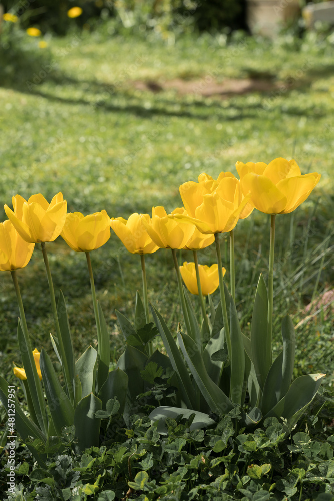 Obraz premium Group of Yellow Tulips in a Spring Garden on a Sunny Day