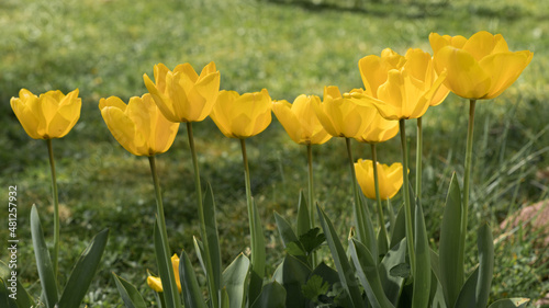 Row of Yellow Tulips in a Spring Garden on a Sunny Day