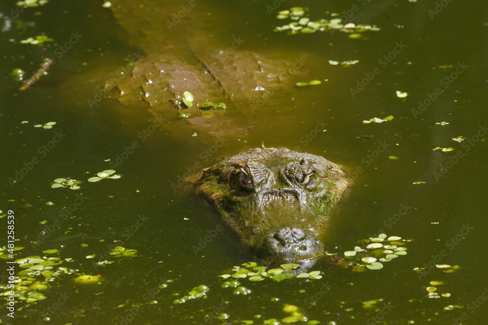 Fototapeta premium Portrait of a black alligator in the water