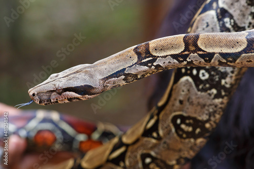 Detail of a boa constrictor in the Amazon jungle of Peru
