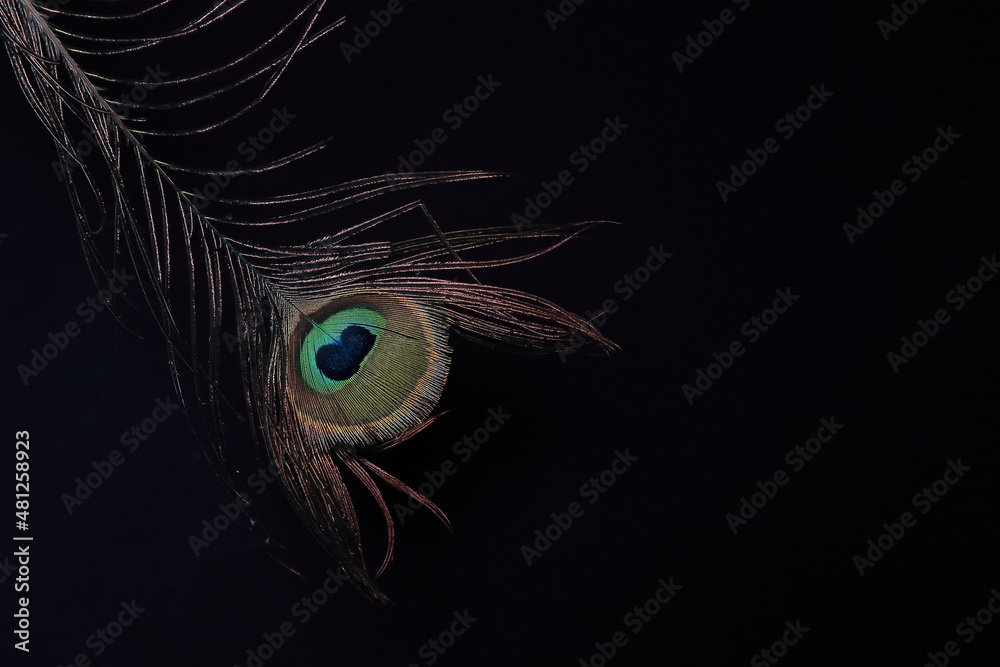 Obraz premium peacock feather on black