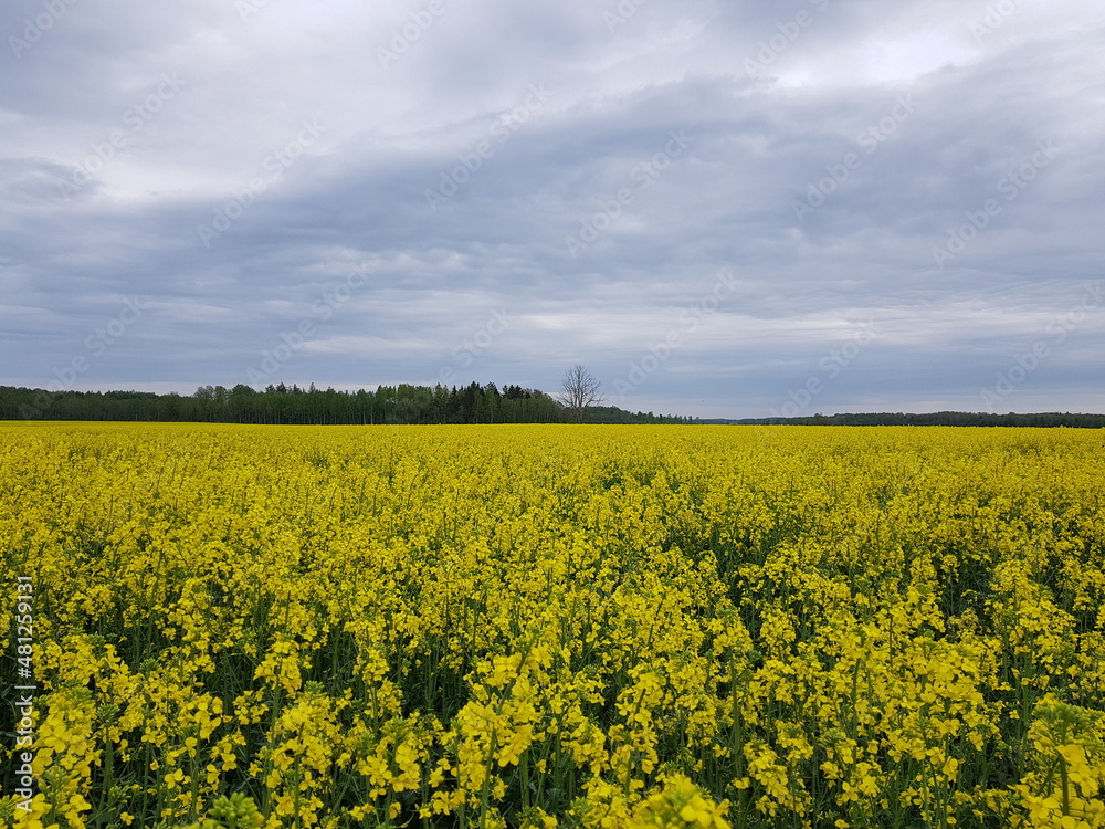 Endless rapeseed fields bloomed with beautiful yellow flowers on warm May days Endless rapeseed fields bloomed with beautiful yellow flowers on warm May days