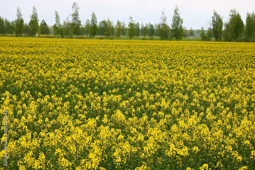 Endless rapeseed fields bloomed with beautiful yellow flowers on warm May days