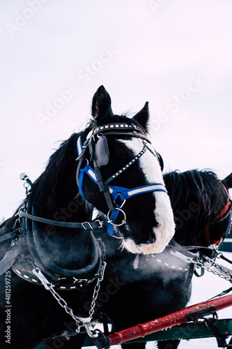horse and rider © Jayson