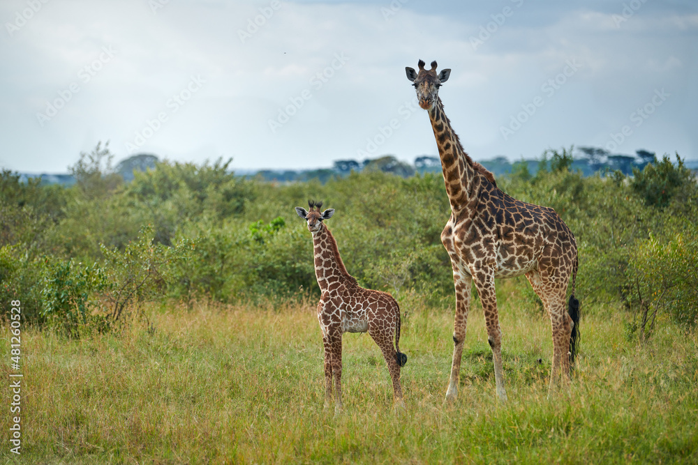 Obraz premium Mother giraffe and her baby