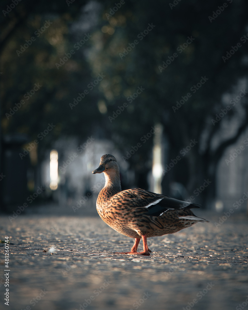 Fototapeta premium city duck Lisbon