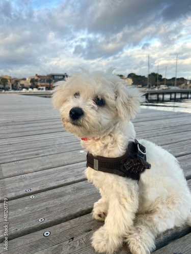 bichon frisé photo