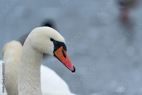 Portrait of a swan. Closeup of head with beak. The white feathers and orange beak of this magnificent bird.