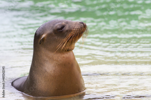 sea lion on the beach of Galapagos