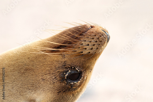 Obraz na płótnie sea lion on the beach of Galapagos w salonie