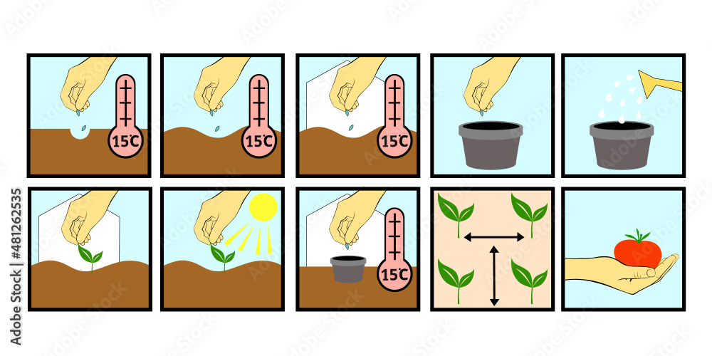 Instructions in pictures for seed packages. Garden and vegetable garden icons. Sowing seeds and growing plants. growing vegetable plants