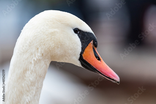 Portrait of a swan. Closeup of head with beak. The white feathers and orange beak of this magnificent bird.