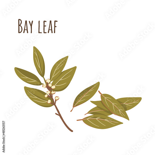 Bay leaves and branch, seasoning spices for cooking. Flat style.