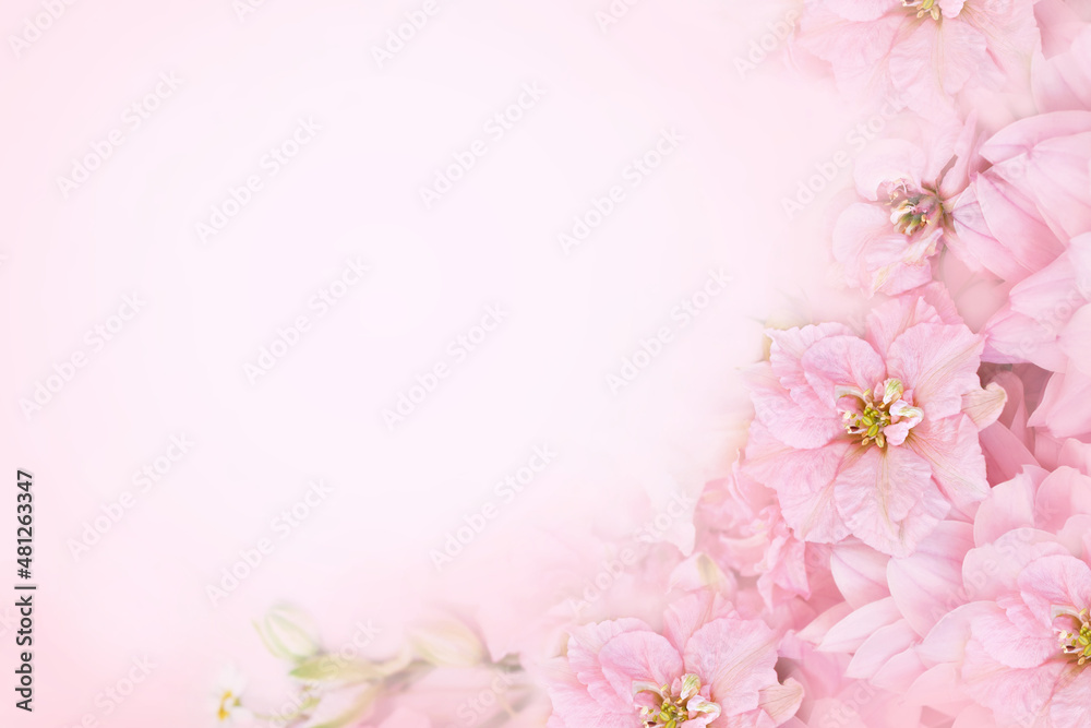 Spring pink blossom, larkspur bloom, springtime delphinium flowers background, pastel and soft floral card, toned	