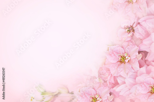 Spring pink blossom, larkspur bloom, springtime delphinium flowers background, pastel and soft floral card, toned 