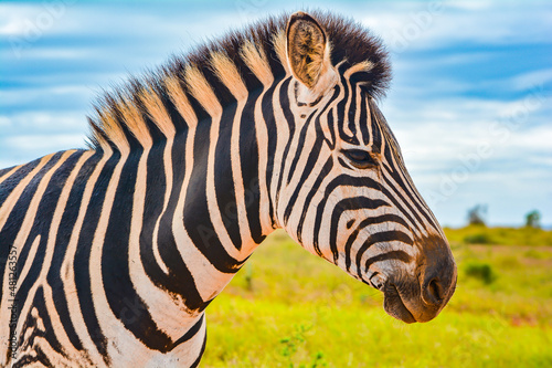 zebra enjoying the sun