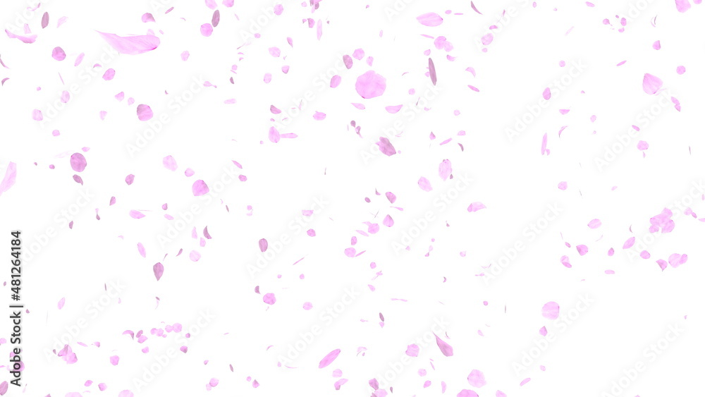 桜 桜吹雪 舞い散る ピンク 白背景 [別Verあり]