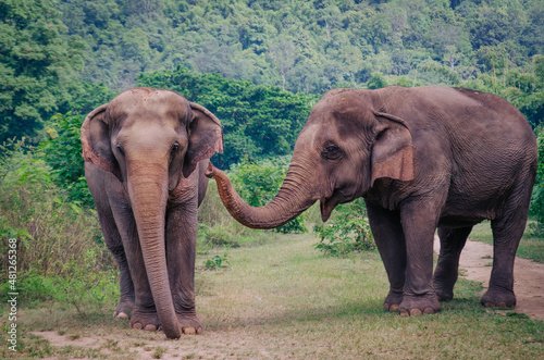 Dos elefantes juntos en Tailandia