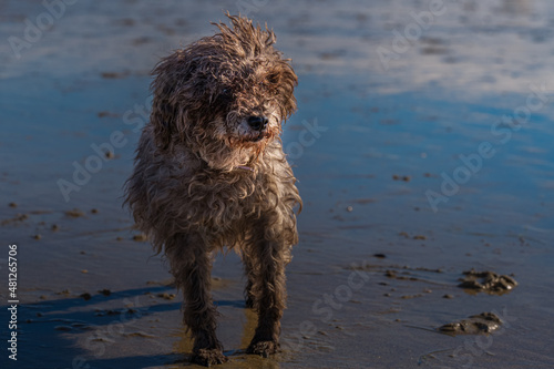 2022-01-18 A LONE ELDERLY WIRE HAIRED DOG IN THE SAND AT THE DOG BEACH IN OCEAN BEACH CALIFORNIA © Michael J Magee
