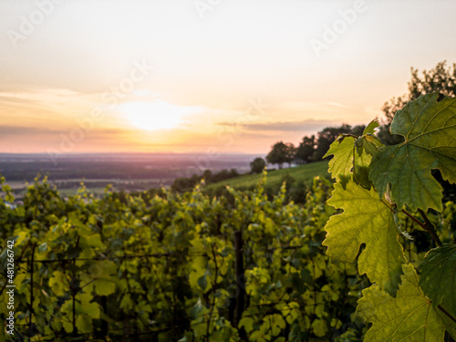 Vine leaves at sunset