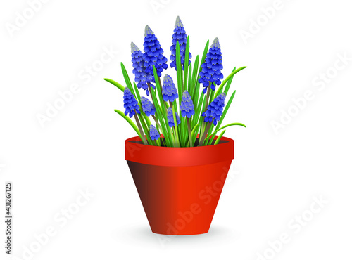 Blue muscari flowers in a plastic shipping pot for holiday gift, room decor or garden planting. Vector illustration for interior design, flower shop advertising, other. 