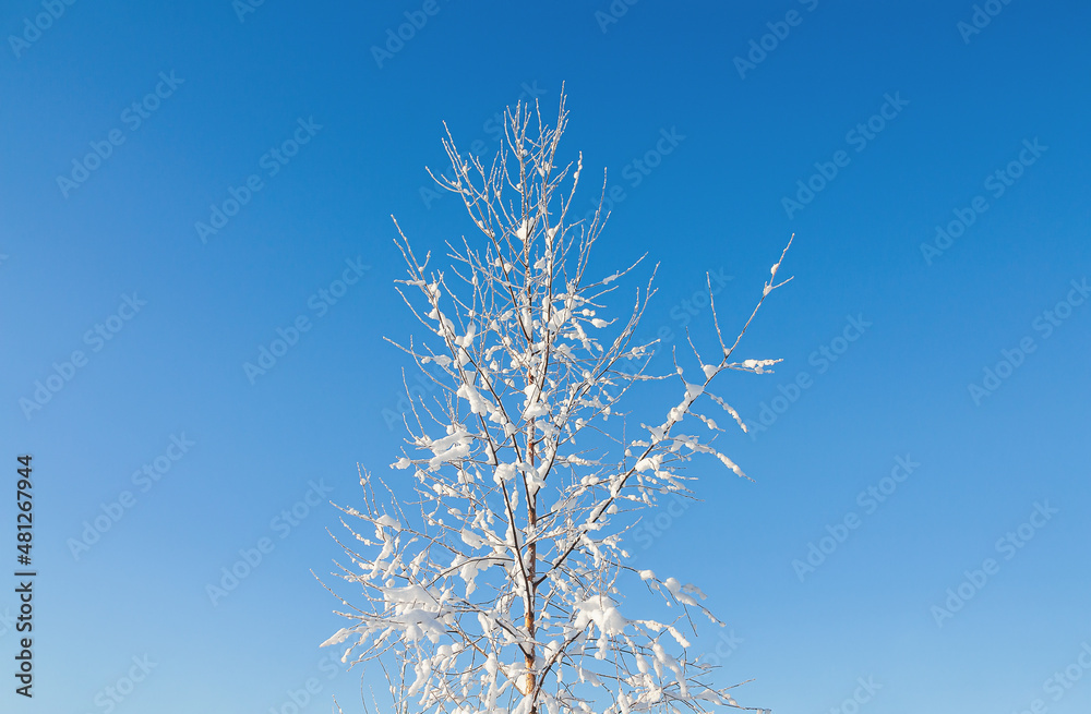 Frozen tree on blue sky background.