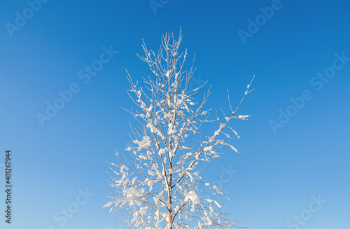 Frozen tree on blue sky background.