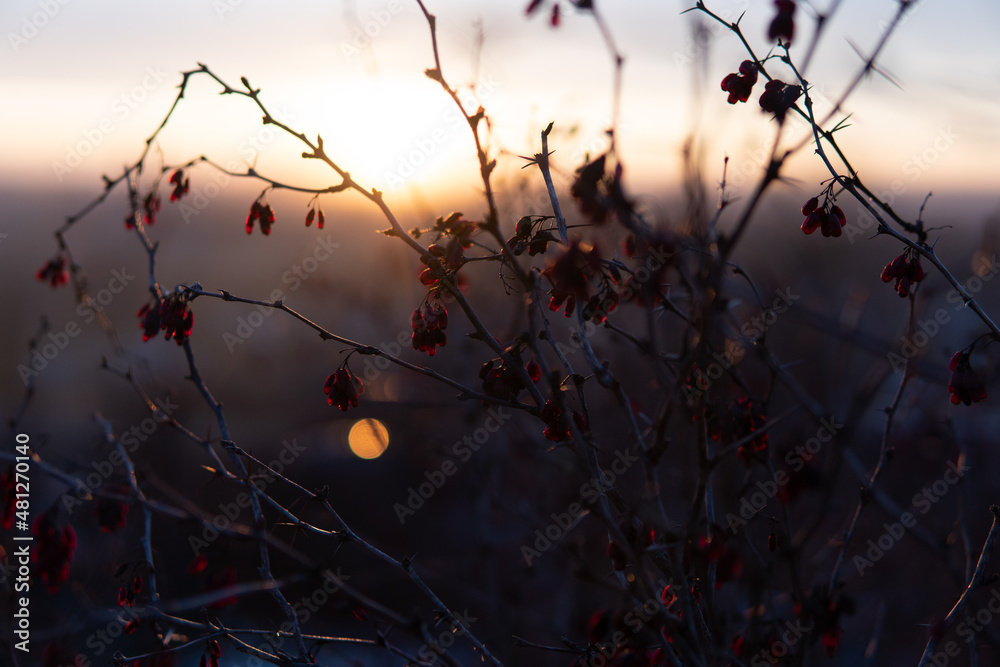 sunset through a bush of viburnum