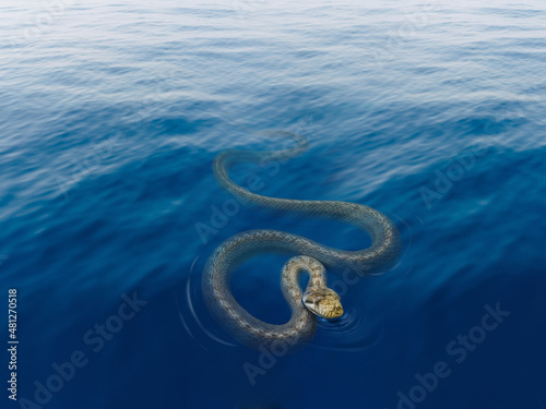 Olive sea snake, Aipysurus laevis Returning to the surface to breathe and swimming in the ocean close up.  photo