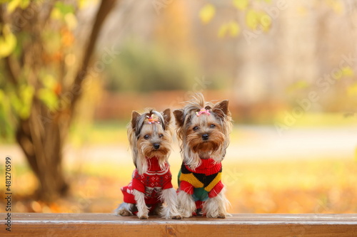 Two cute dogs of yorkshire terrier breed in knitted clothes sitting on bench in park in autumn. © Neira