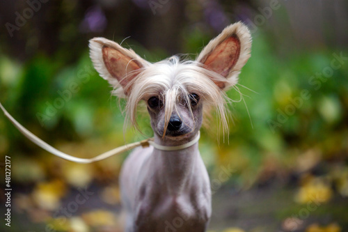 Chinese crested dog portrait on natural background