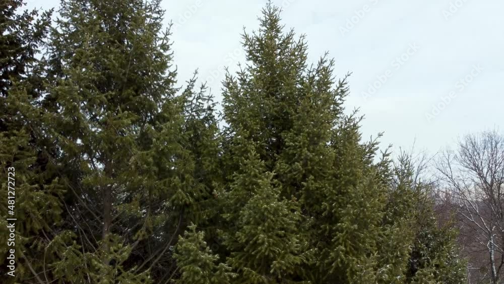 Fly up the green pine trees branches fur in forest covered in light snow, aerial view from drone. Evergreen pine trees in winter cold nature Fly up the green pine trees branches fur in forest covered in light snow, aerial view from drone. Evergreen pine trees in winter cold nature