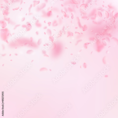 Sakura petals falling down. Romantic pink flowers gradient. Flying petals on pink square background. Love, romance concept. Ravishing wedding invitation.