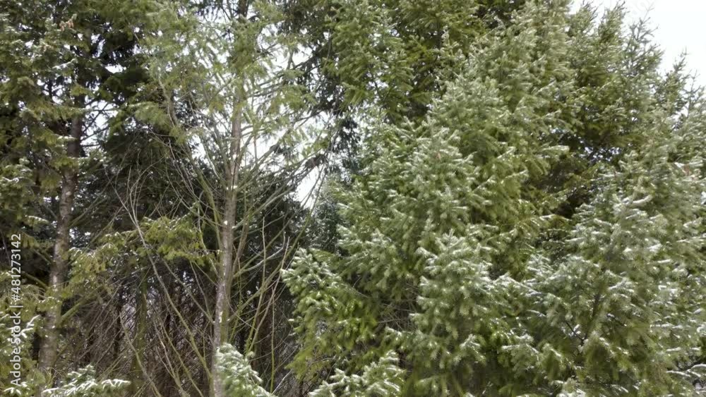 Fly up close to green pine trees branches fur in forest covered in light snow, aerial view. Evergreen pine trees in winter cold nature Fly up close to green pine trees branches fur in forest covered in light snow, aerial view. Evergreen pine trees in winter cold nature