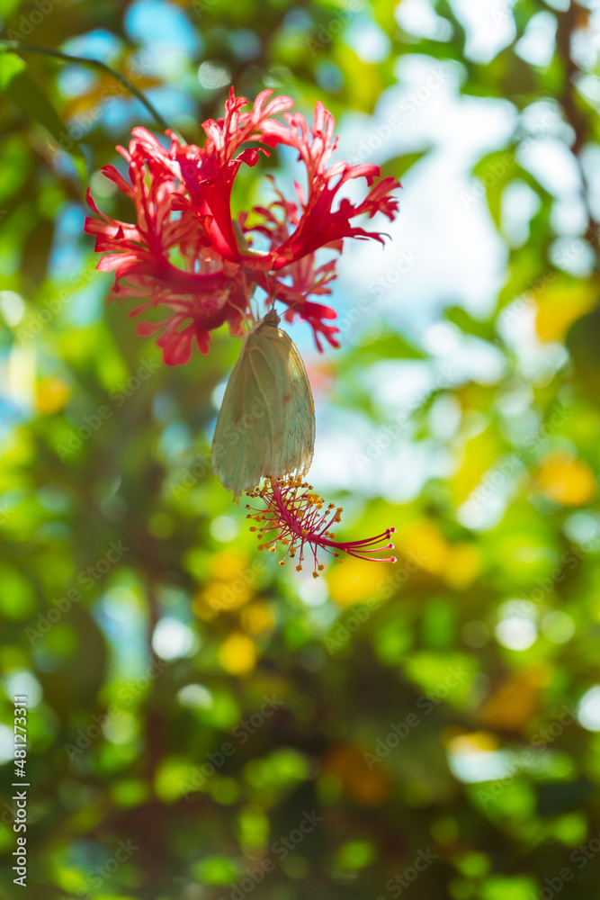 Borboleta colhendo pólen