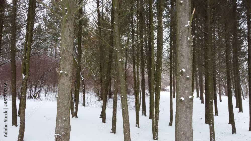 Moving backwards in pine trees forest covered in light snow. Evergreen trees in winter, cold nature Moving backwards in pine trees forest covered in light snow. Evergreen trees in winter, cold nature