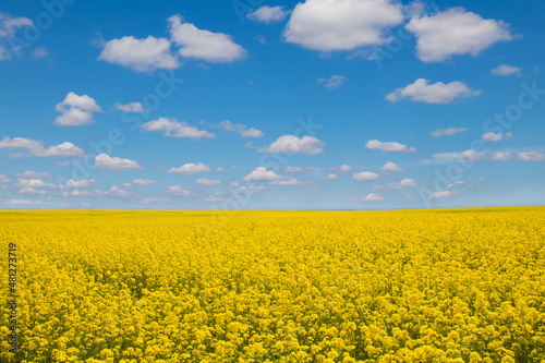 Rapeseed, yellow canola field in spring