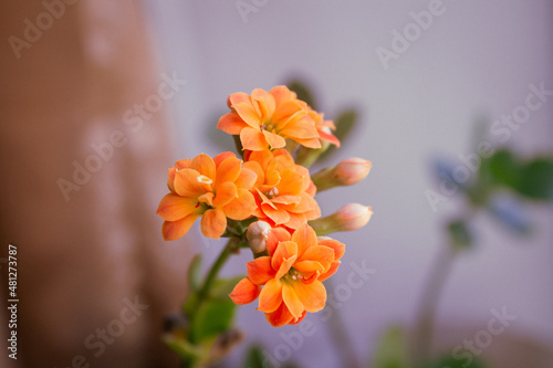 orange flower 