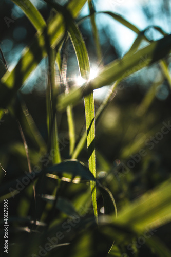 green leaves in the sun