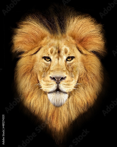 African male lion   wildlife animal 