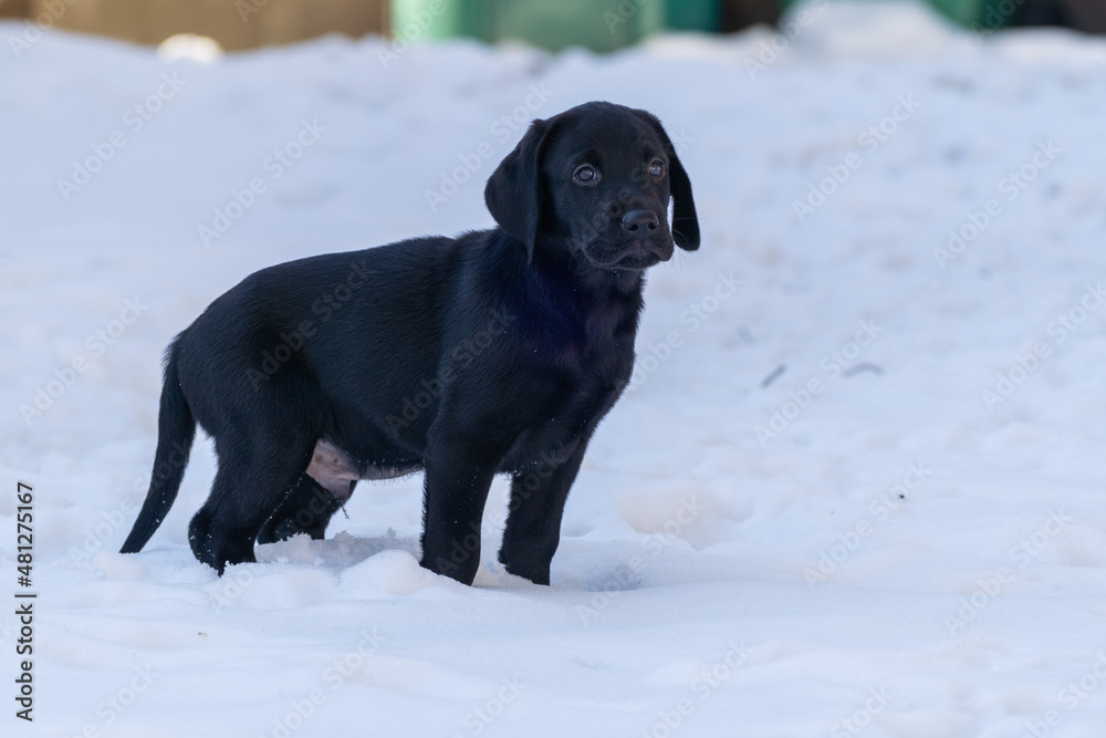Side portrait of an 8-week old black lab puppy standing in the snow