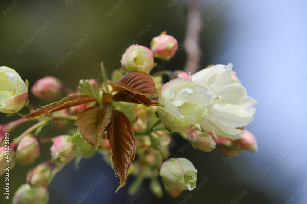 鬱金桜 鬱金桜