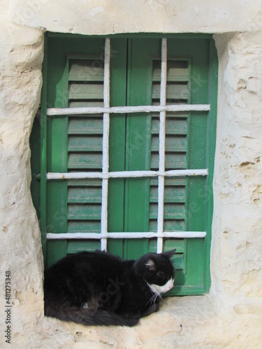 cat on window