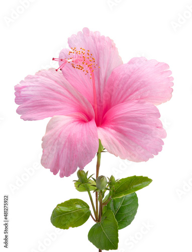 Pink hibiscus flower with leaf isolated on white background, Fresh hibiscus flower on White Background With clipping path.